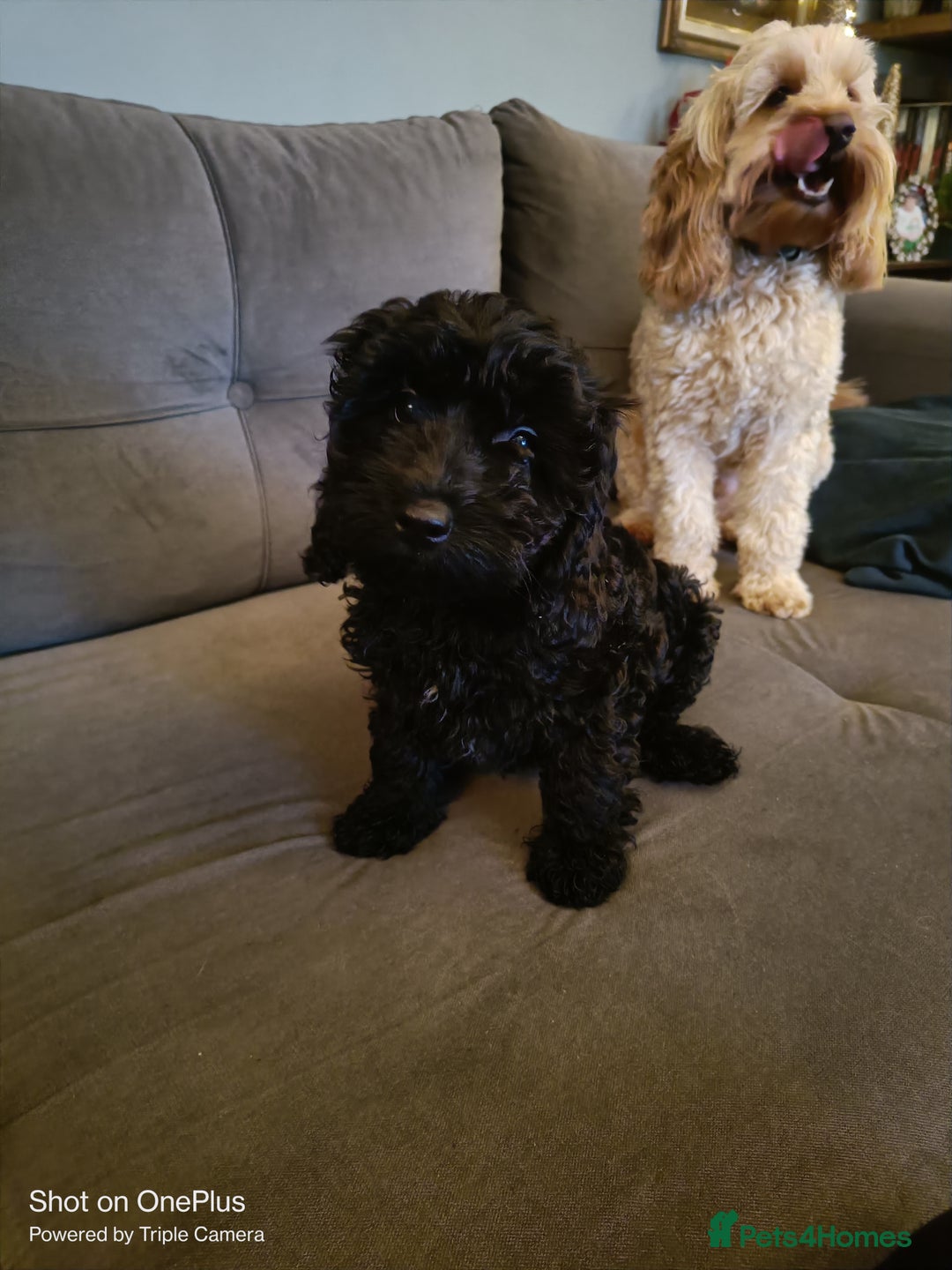 Cockapoo dogs for sale: Lovely cockapo girl - Advert 1