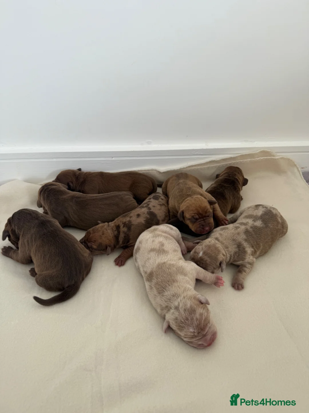 Mixed Breed dogs for sale: Cane cross x staffy x American bulldog - Advert 1