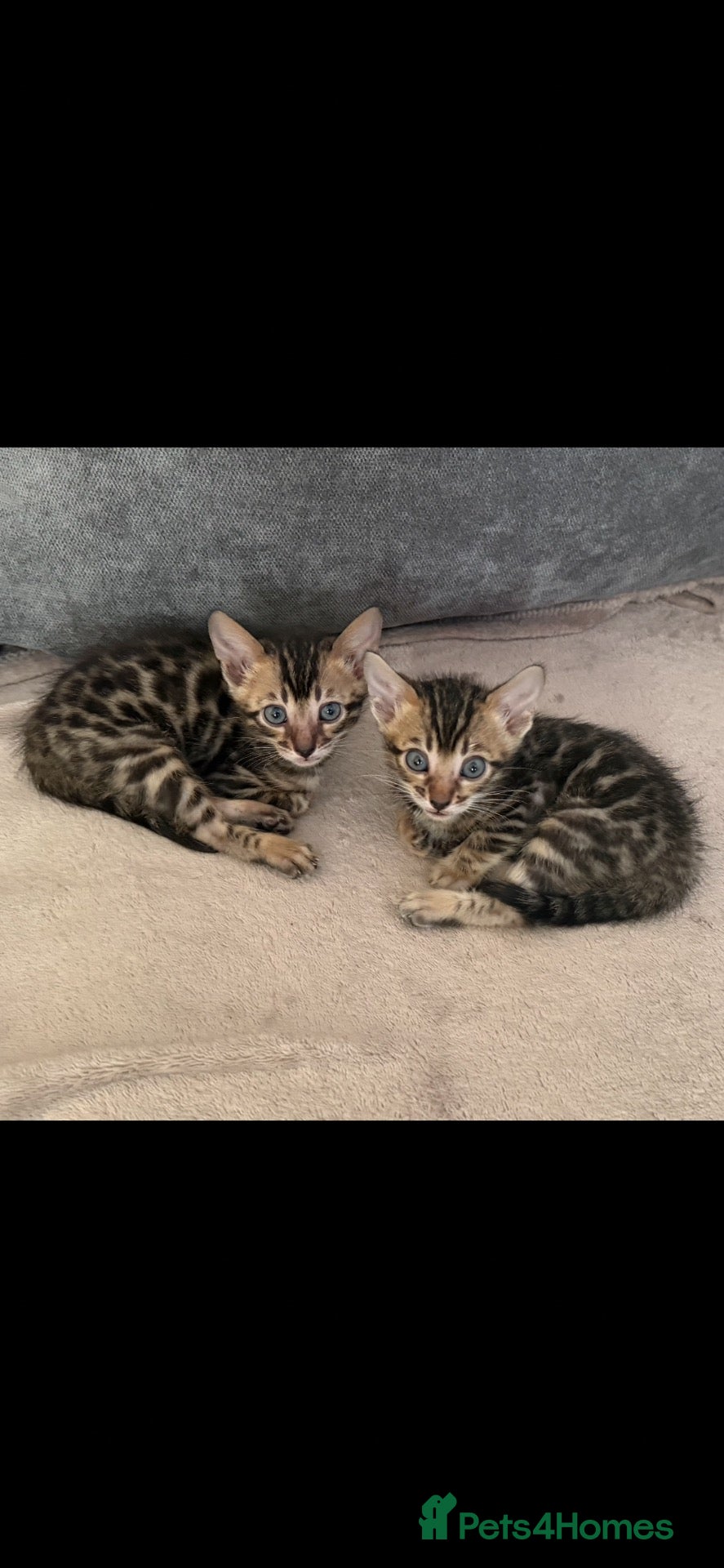Bengal cats BENGAL 🔥 KITTENS, TICA REGISTERED 🩶  - Advert 15