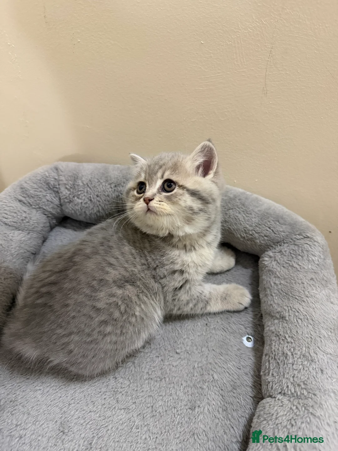 British Shorthair cats for sale: Beautiful British shorthair  - Advert 21