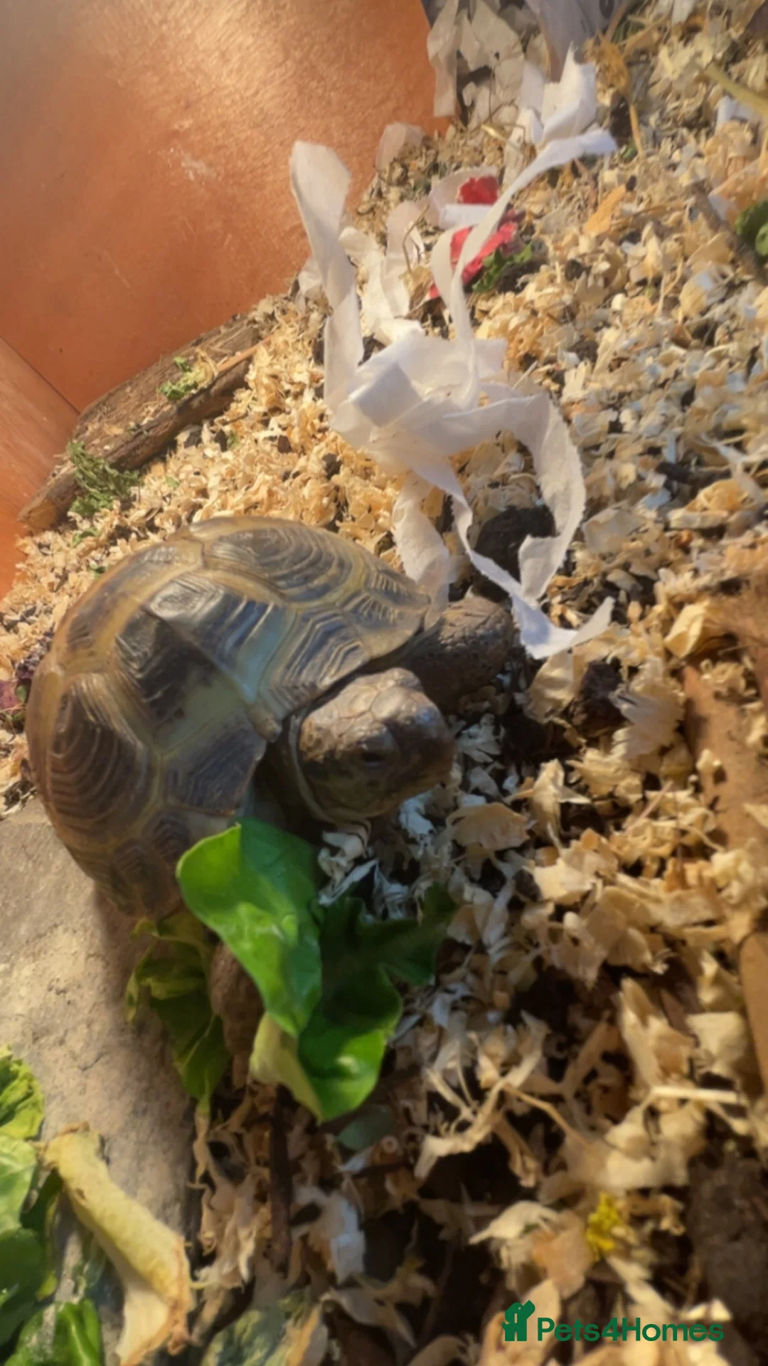 Tortoise reptiles for sale: Female Horsefield tortoise  in Thame - Advert 2