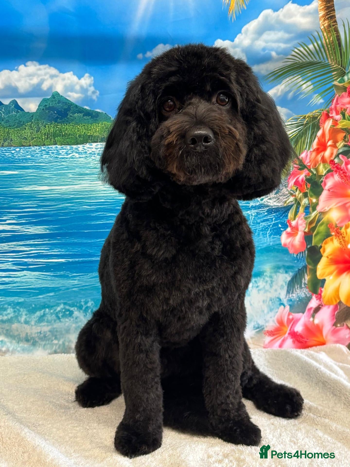 Cockapoo dogs Bonni – lovely Cockapoo available for stud - Advert 2