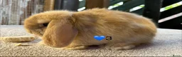 Mini Lop rabbits for sale: Mini lop litter in Newcastle upon Tyne - Advert 7