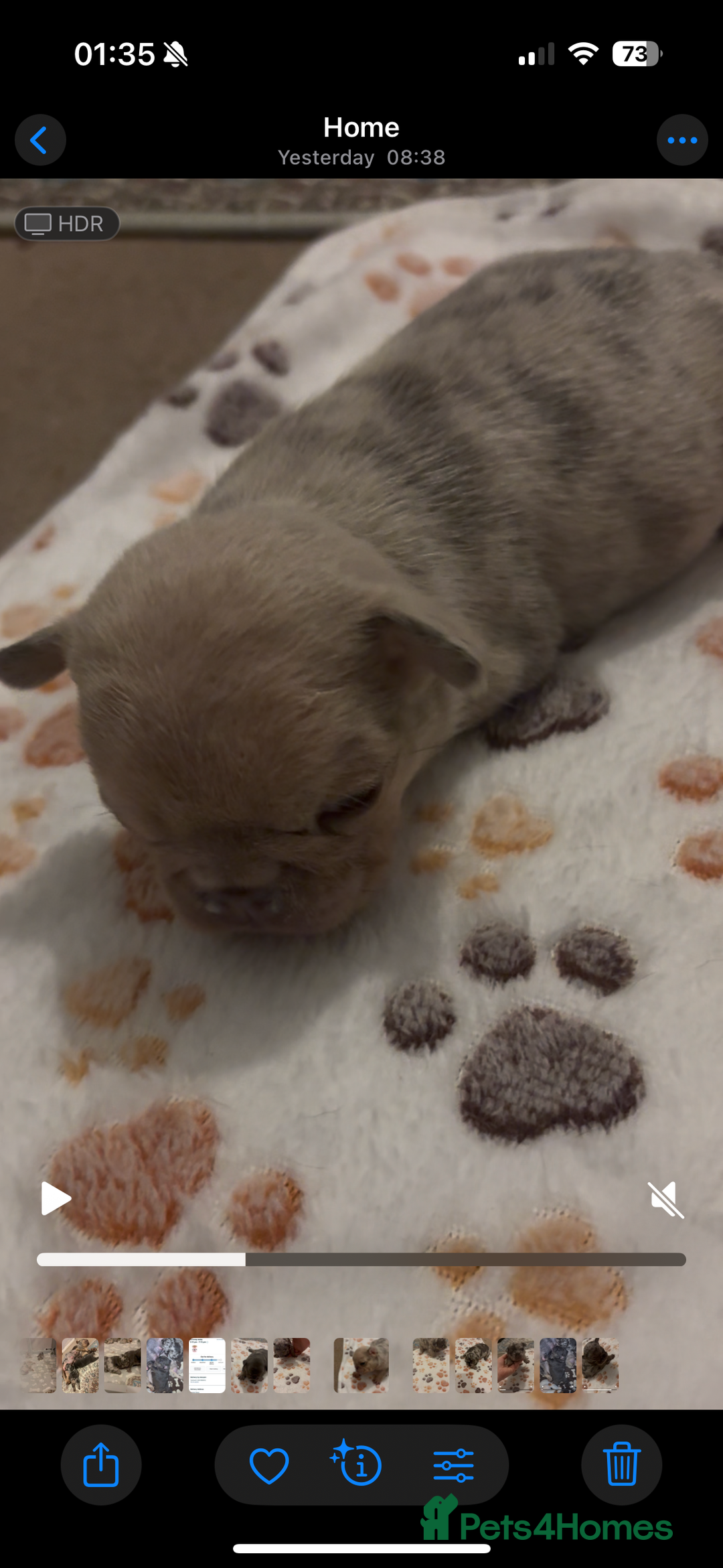 French Bulldog dogs for sale: 4 female French bulldog  - Advert 6