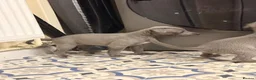Whippet dogs for sale: Whippet puppy’s - Advert 16