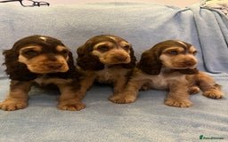 Cocker Spaniel dogs for sale: ADORABLE KC REG SHOW TYPE COCKER SPANIEL PUPPIES - Image 25