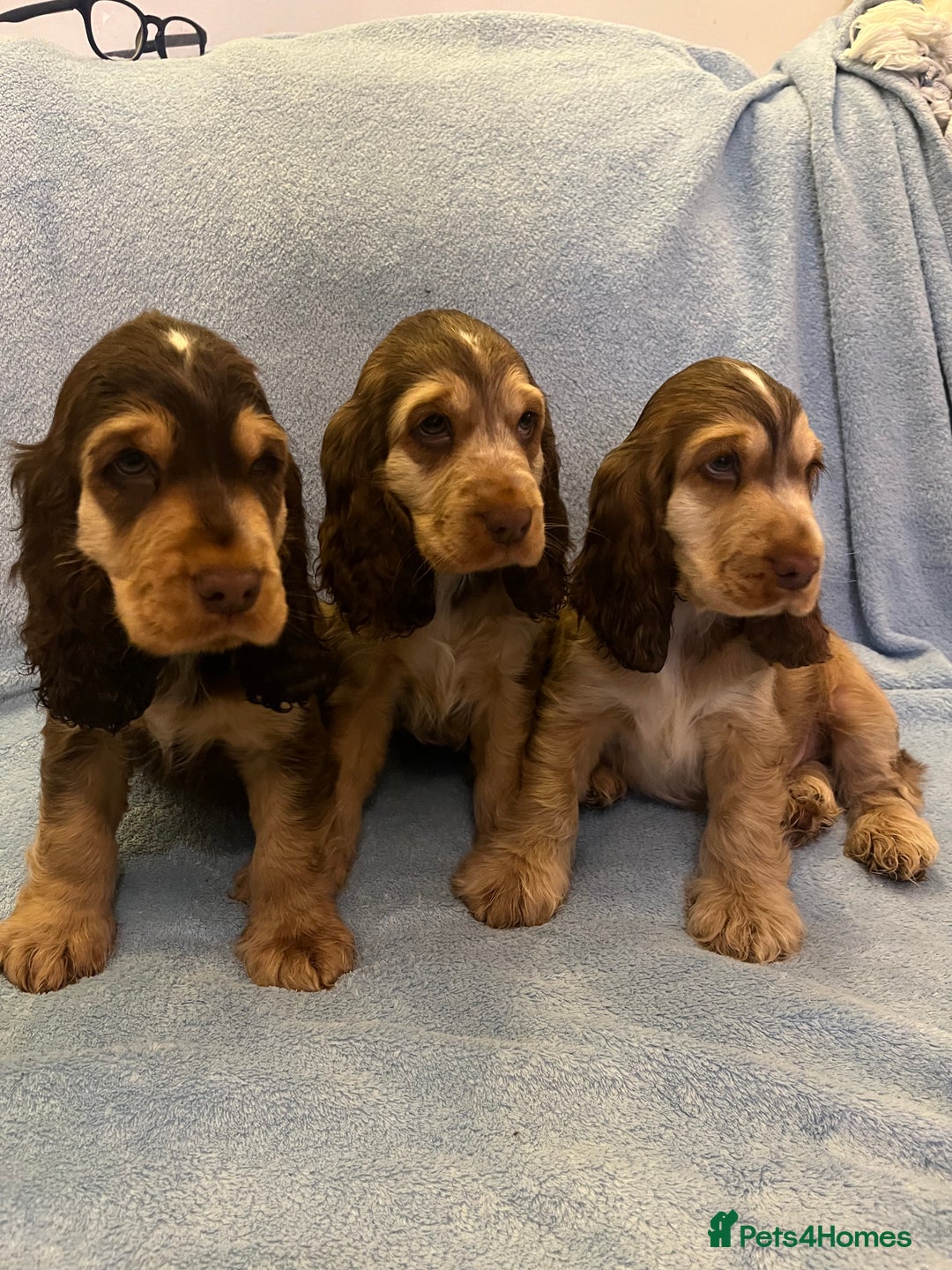 Cocker Spaniel dogs for sale: ADORABLE KC REG SHOW TYPE COCKER SPANIEL PUPPIES - Image 25