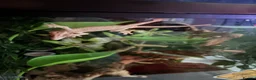 Gecko reptiles for sale: Crested Gecko and setup - Advert 3