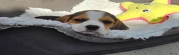 Beagle dogs for sale: Stunning Litter of KC Registered Beagle Pups  in Thirsk - Advert 3