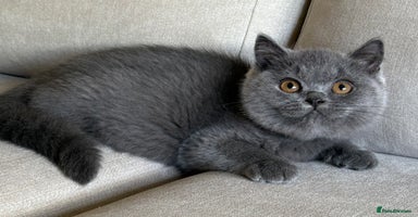 British Shorthair cats - Advert 15