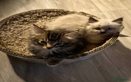 Maine Coon cats for sale: Maine coon kittens - Image 7