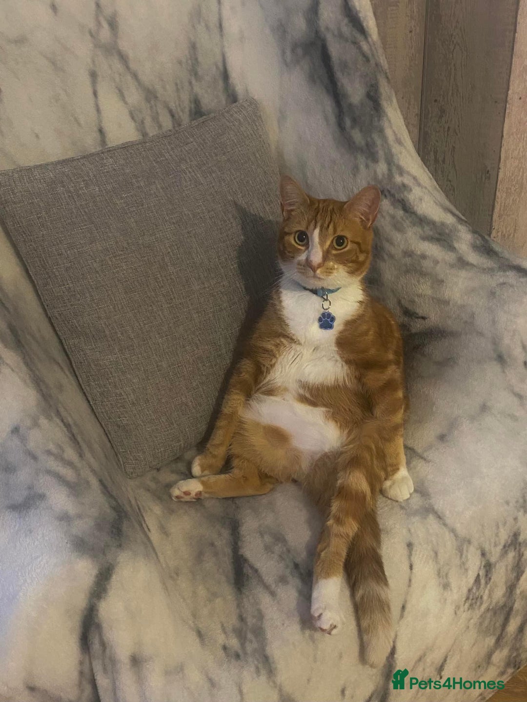 Mixed Breed cats for sale: Ginger 5 Year Old Male Cat - Advert 5