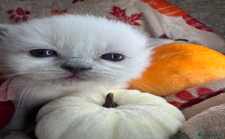 Ragdoll cats - Advert 11