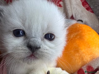 Ragdoll cats - Advert 3