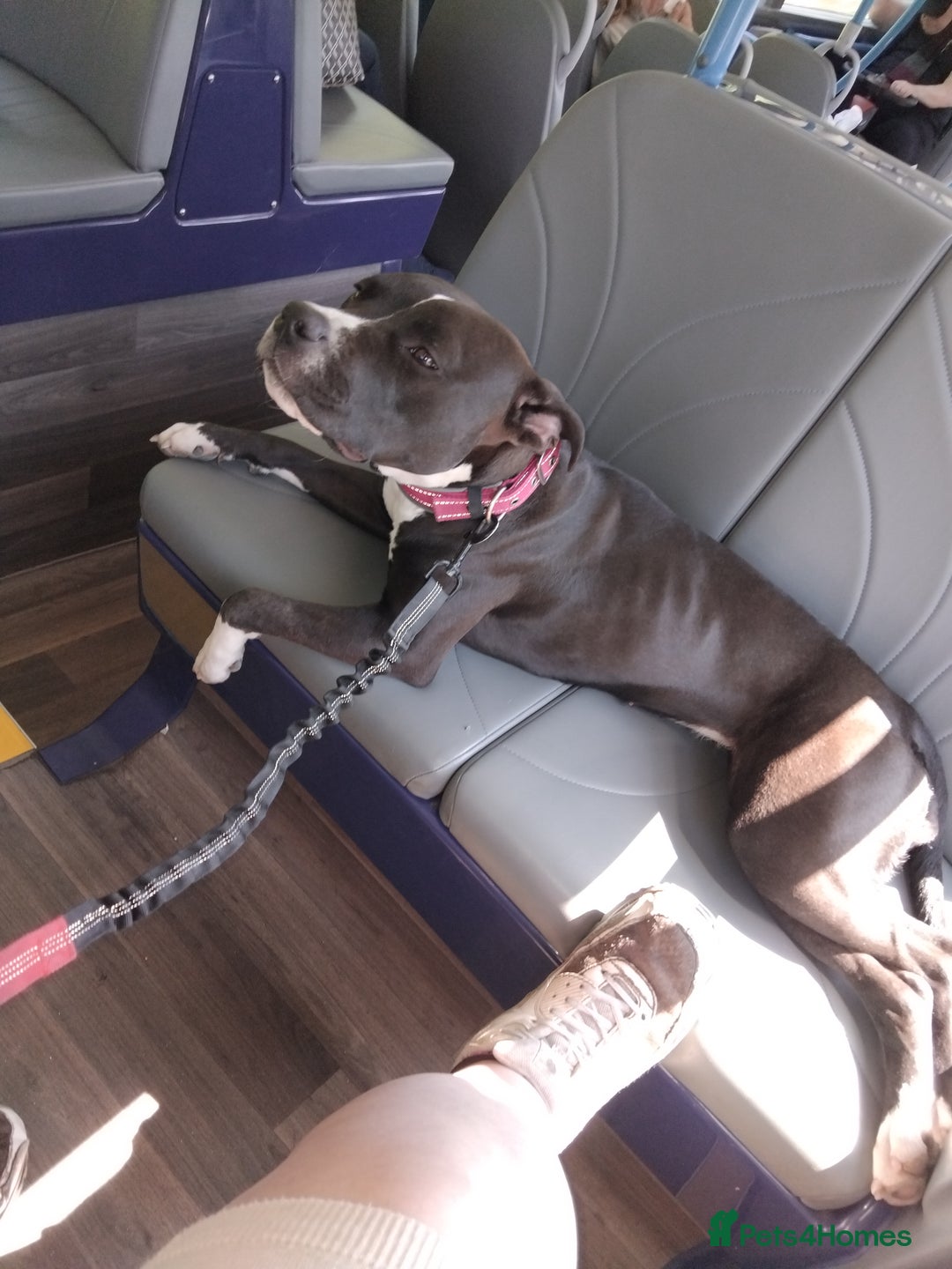 Mixed Breed dogs for sale: Beautiful little girl - Advert 3