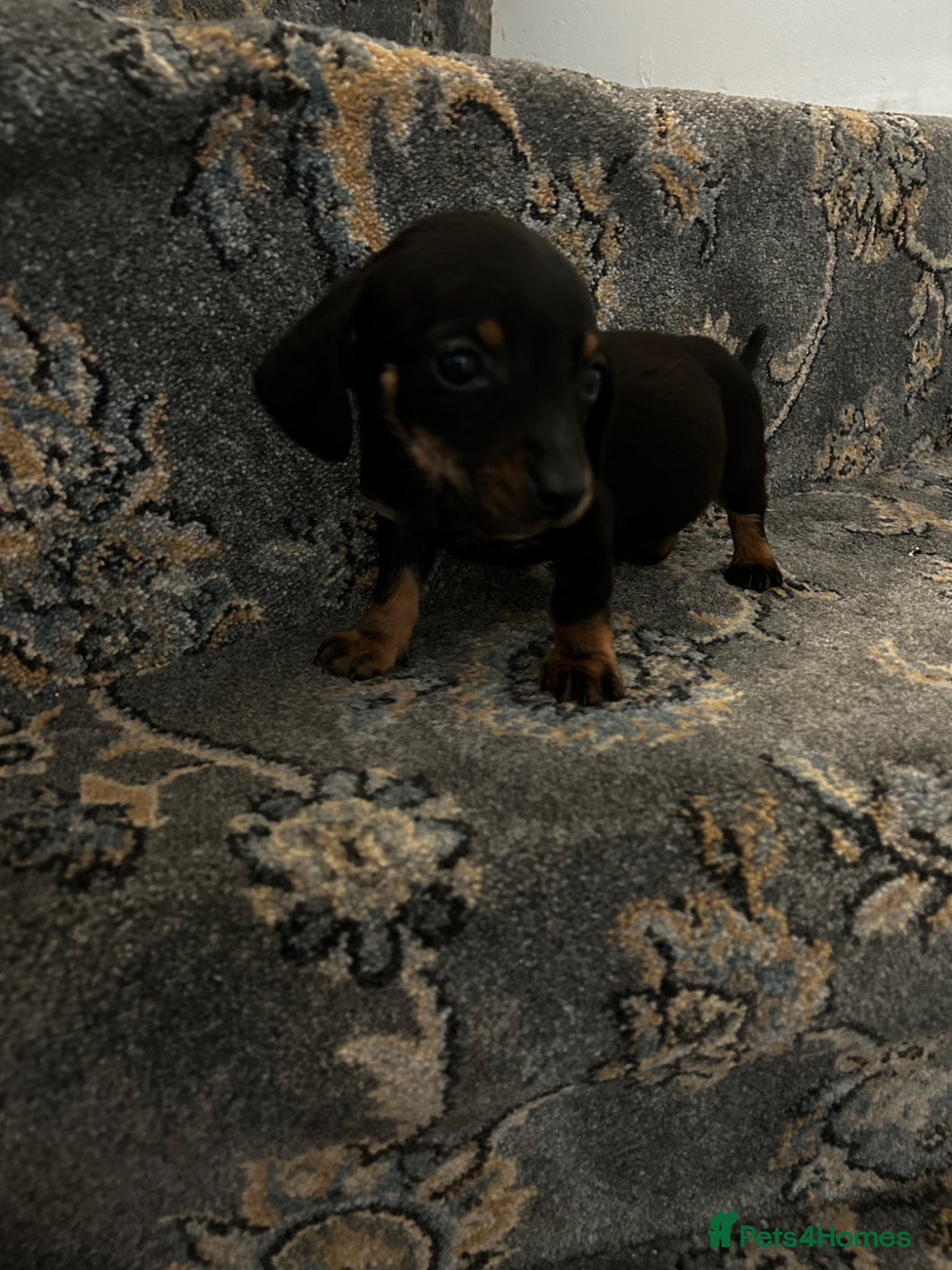 Dachshund dogs 1 boy Dutchhound  - Advert 1