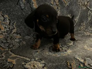 Dachshund dogs 1 boy Dutchhound - Advert 1