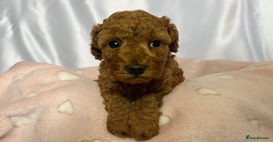 Toy Poodle dogs - Advert 8