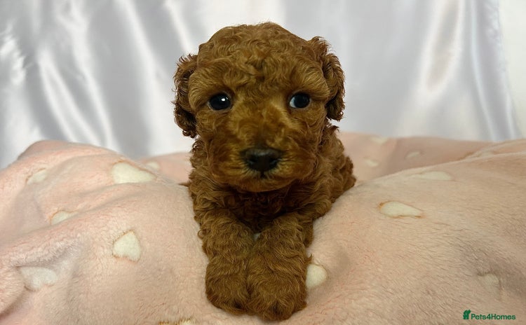 Toy Poodle dogs - Advert 3