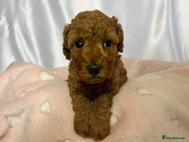 Toy Poodle dogs - Advert 8