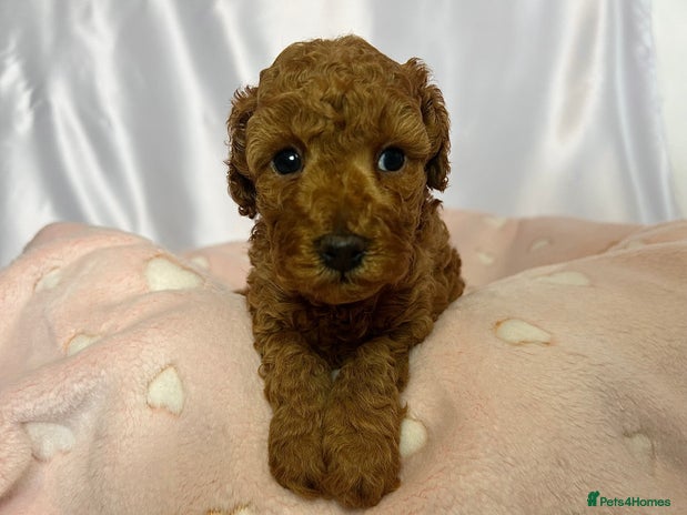 Toy Poodle dogs - Advert 9