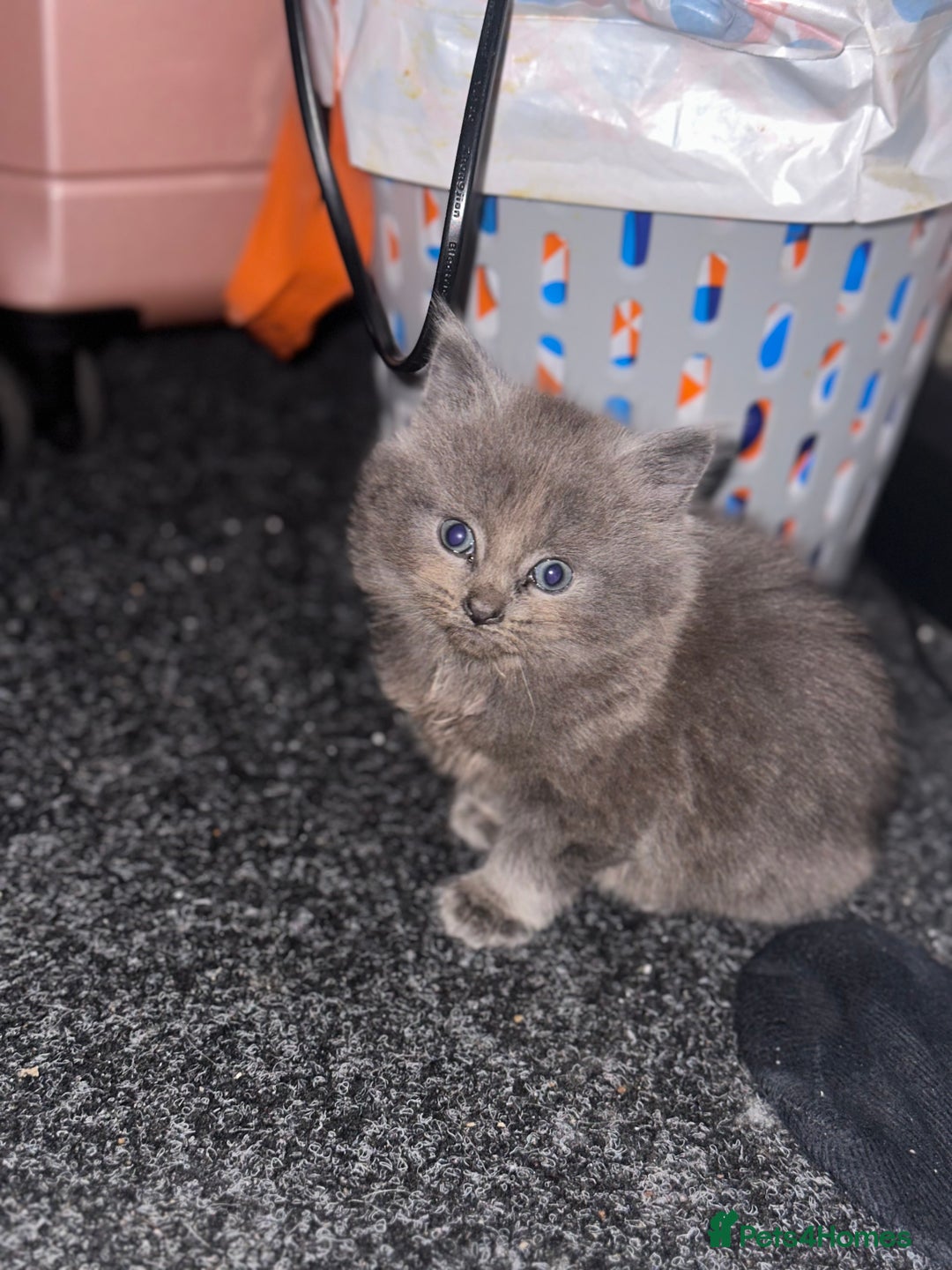 Maine Coon cats for sale: Beautiful blue/Gray kittens  - Advert 2