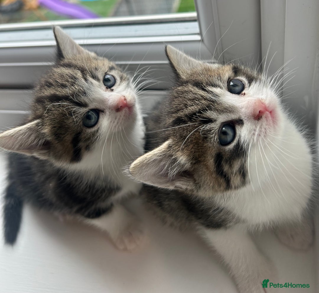 Mixed Breed cats for sale: 5 kittens for sale - Image 4