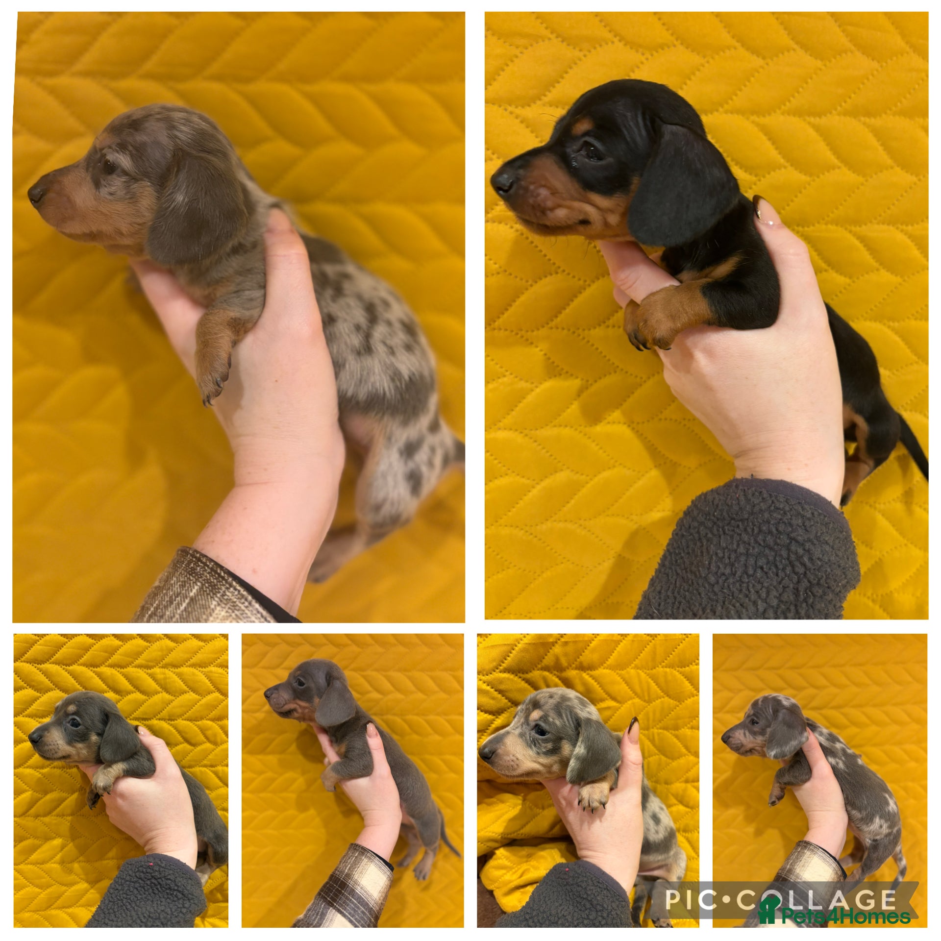 Miniature Dachshund dogs KC registered Miniature Dachshund Puppies - Advert 6