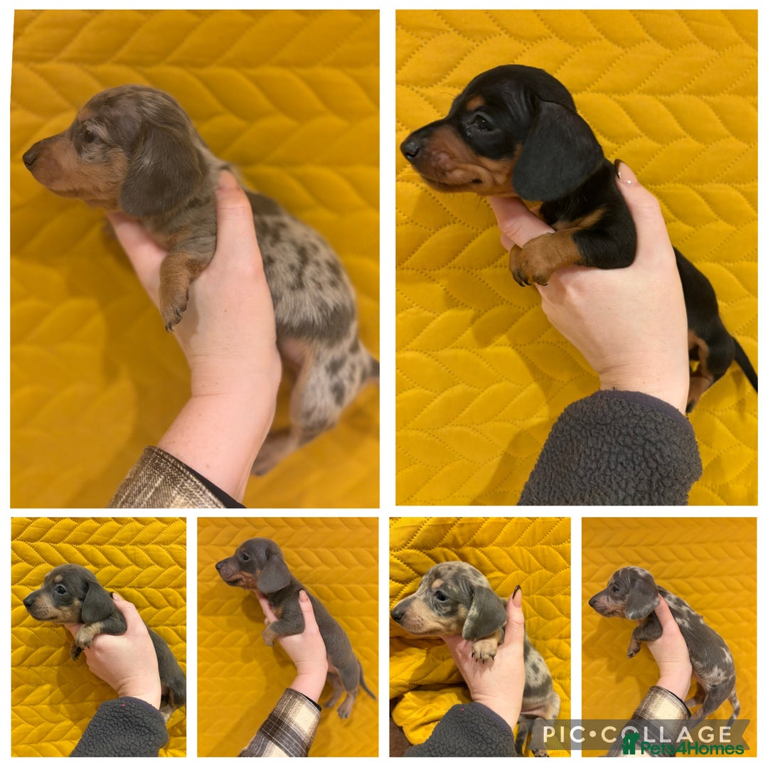 Miniature Dachshund dogs for sale: KC registered Miniature Dachshund Puppies - Advert 1