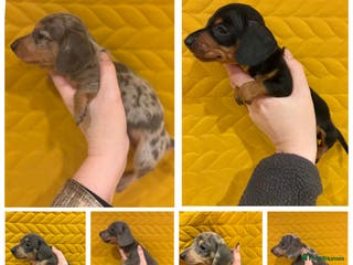 Miniature Dachshund dogs KC registered Miniature Dachshund Puppies - Advert 1