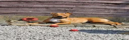 Mixed Breed dogs for sale: ***MISS LULA LEMON*** - Advert 22