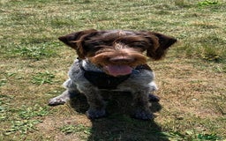 German Wirehaired Pointer dogs for sale: German Wirehaired Pointer  - Image 2