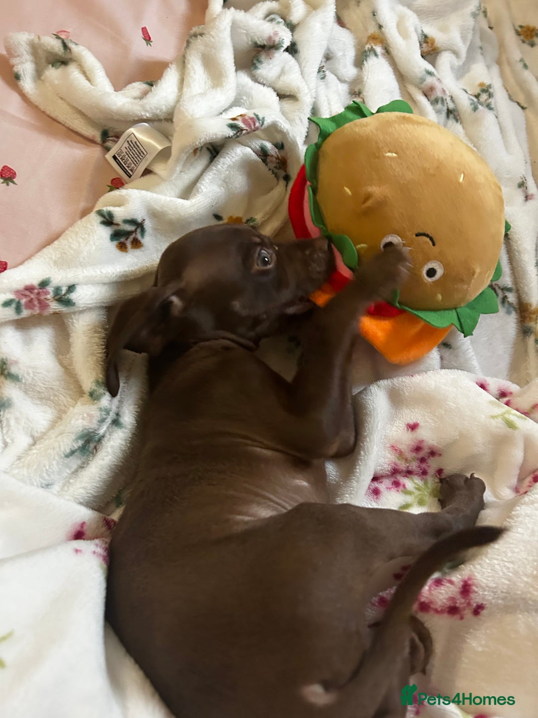 Mixed Breed dogs for sale: Puppy Lakeland terrier X English Springer Spaniel  - Advert 4