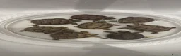 Tortoise reptiles for sale: Tortoise - Advert 1