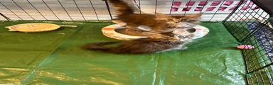 Maine Coon 2