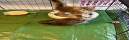 Maine Coon cats for sale: Beautiful 3 mainecoon kittens ready 3rd July  - Advert 10