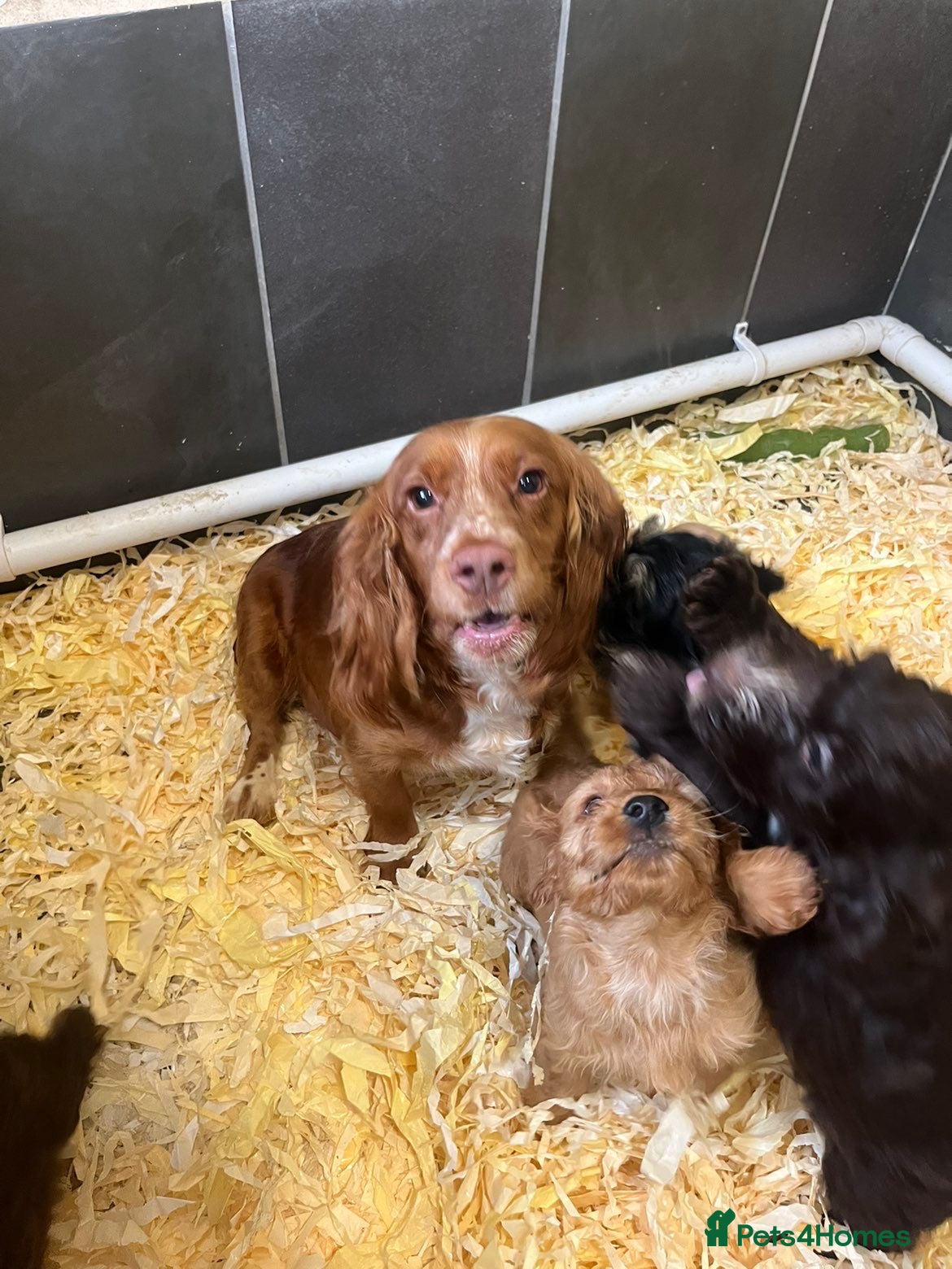 Cockapoo dogs Beautiful mix litter cockerpoo - Advert 10