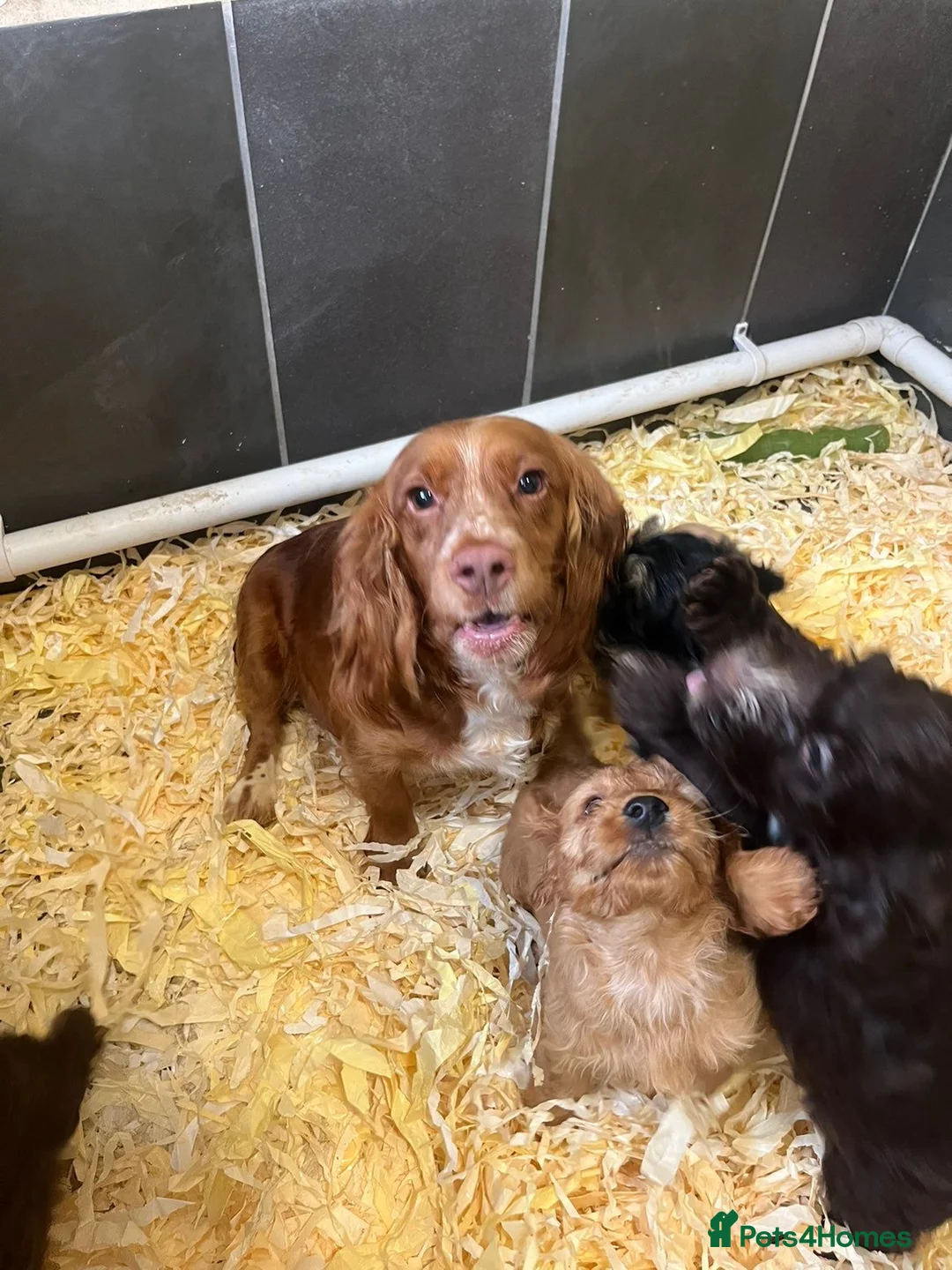 Cockapoo dogs for sale: Beautiful mix litter cockerpoo in Bishop Auckland - Advert 1