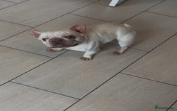 French Bulldog dogs for sale: Forever homes wanted - Image 1