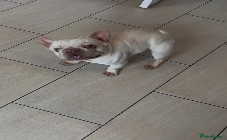 French Bulldog dogs - Advert 1