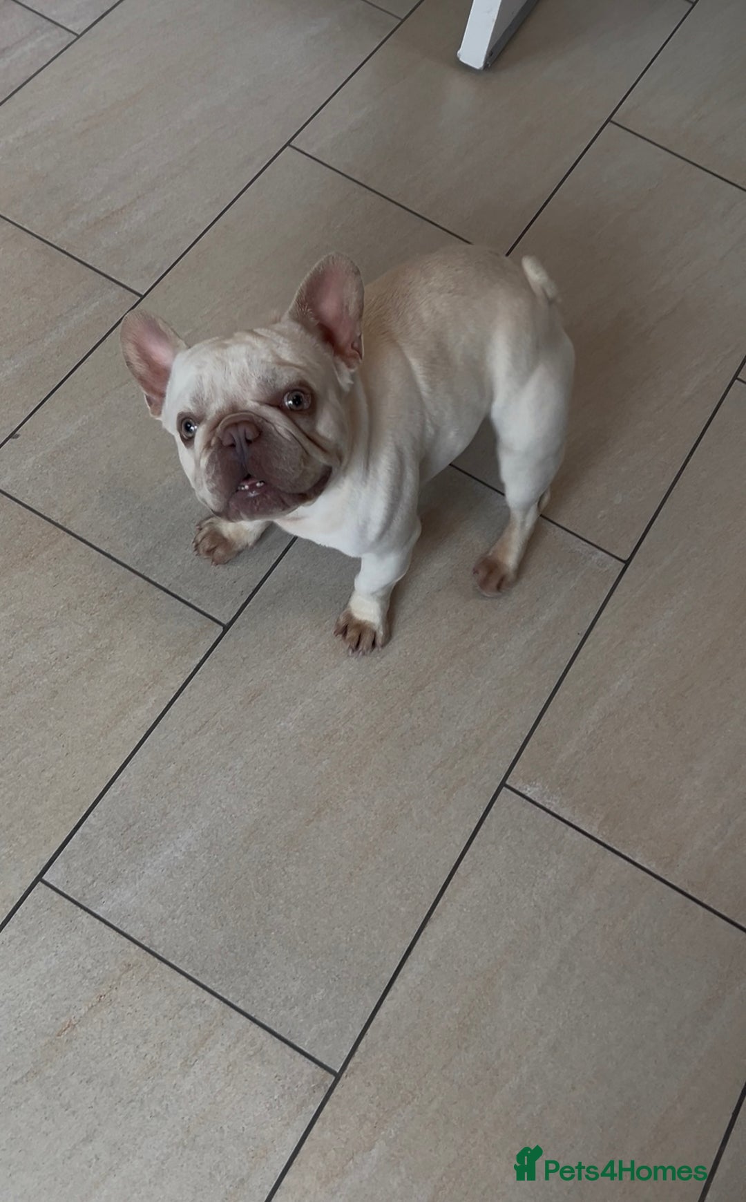 French Bulldog dogs for sale: Forever homes wanted - Image 1