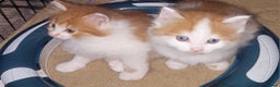Mixed Breed cats for sale: 2 fluffy ginger boys  - Advert 1