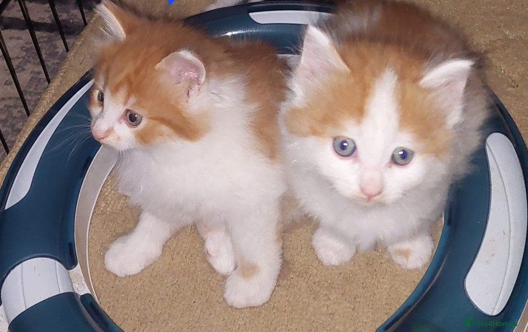 Mixed Breed cats for sale: 2 fluffy ginger boys  - Advert 1