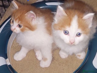 Mixed Breed cats 2 fluffy ginger boys - Advert 2