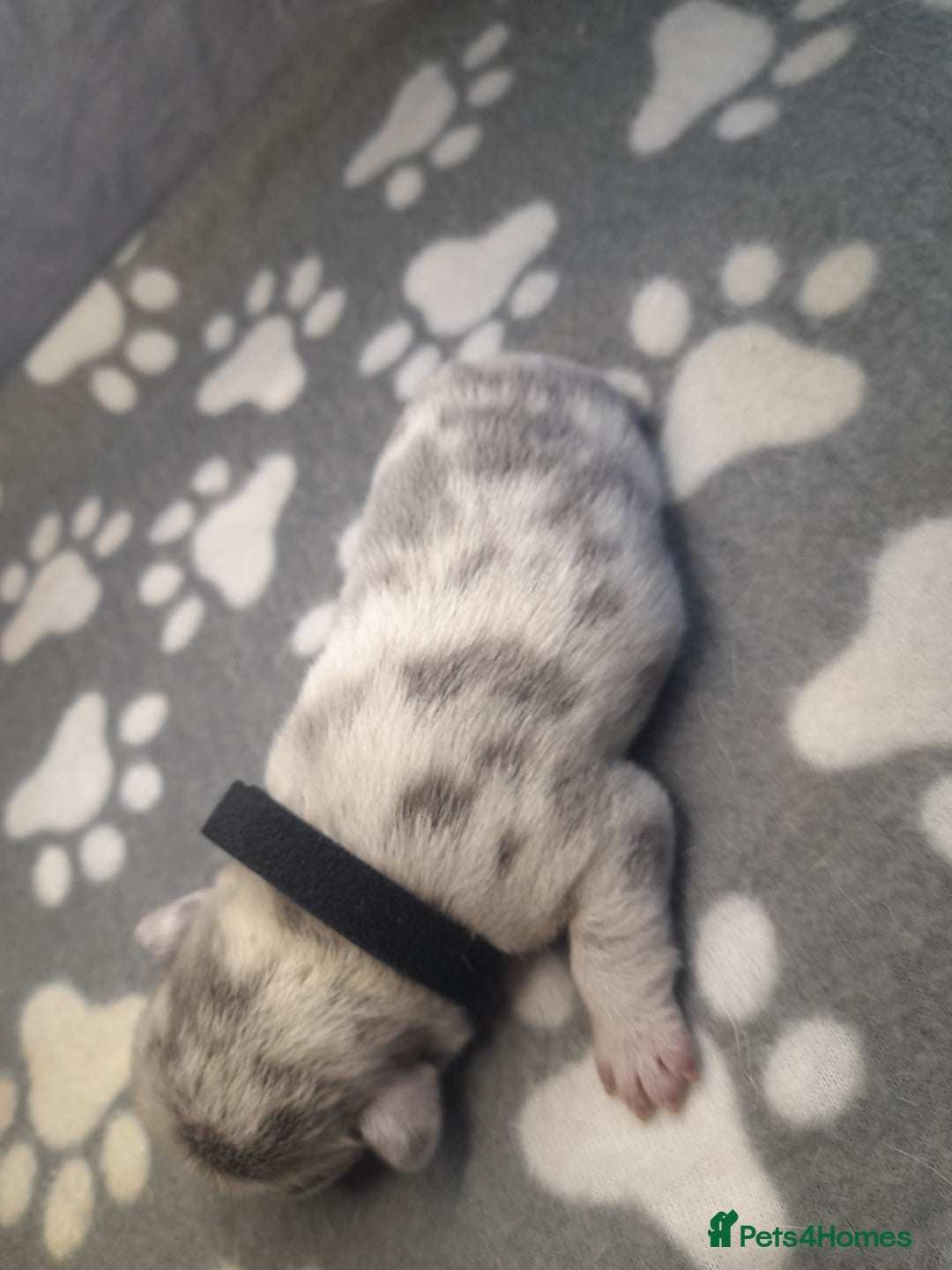 French Bulldog dogs for sale: Pedagree & KC papered merl carrying French bulldog - Image 14