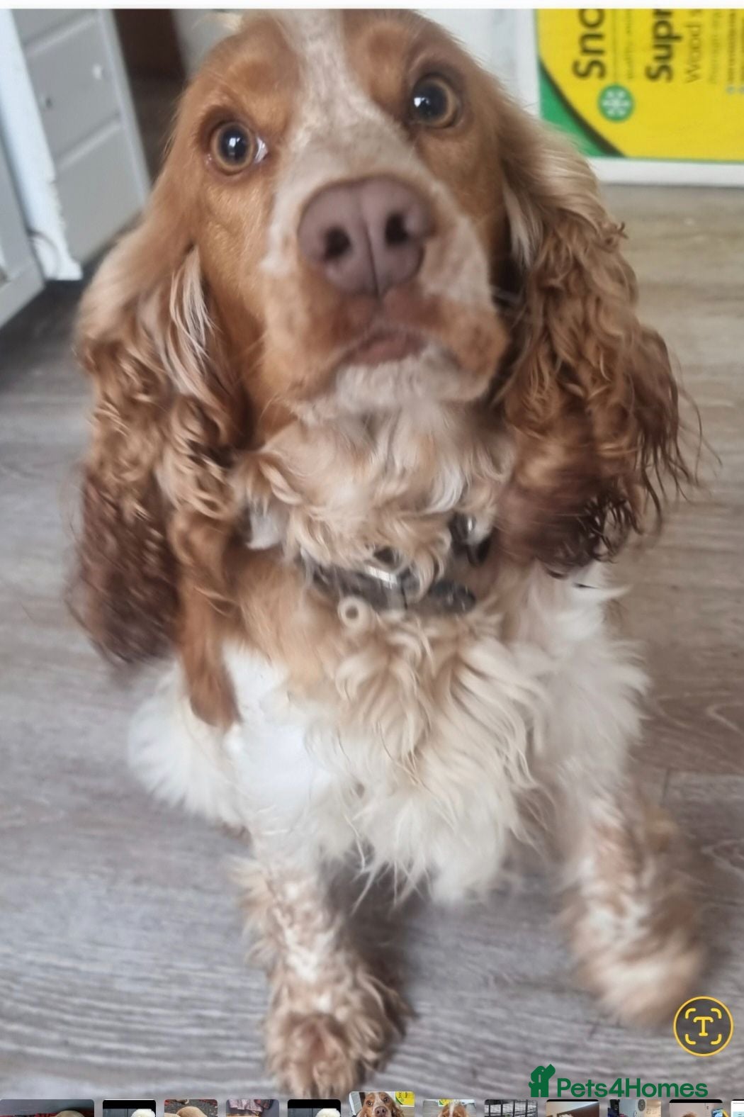 Cocker Spaniel dogs Adorable Trained KC Cocker Spaniel  - Advert 1