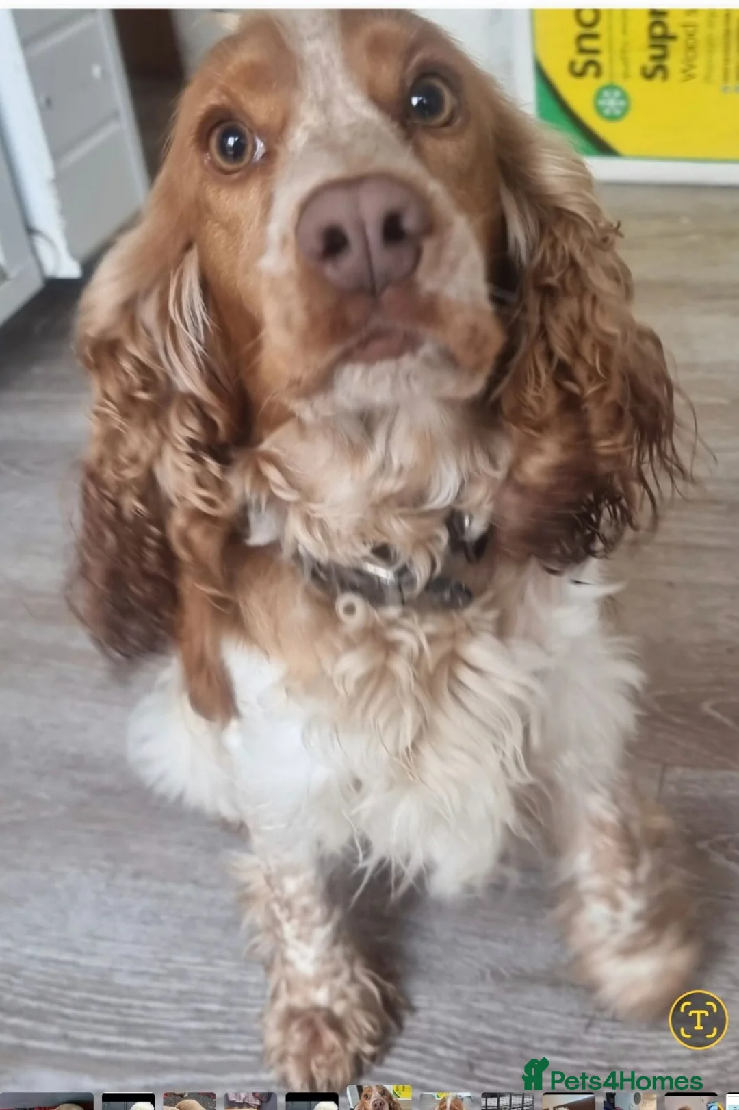 Cocker Spaniel dogs for sale: Adorable Trained KC Cocker Spaniel  - Advert 1