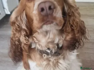 Cocker Spaniel dogs Adorable Trained KC Cocker Spaniel - Advert 1