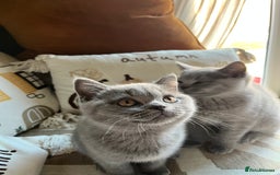 British Shorthair cats for sale: Kind Souls Fluffy Coats British Shorthair Kittens - Image 35
