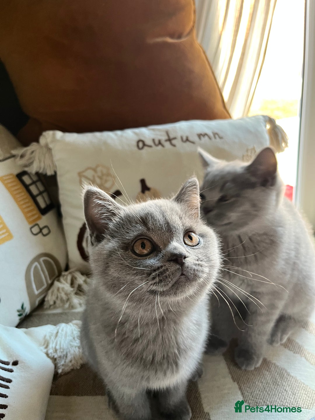 British Shorthair cats for sale: Kind Souls Fluffy Coats British Shorthair Kittens - Image 35